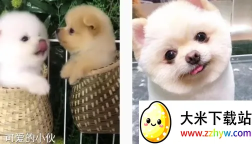 ��������2025�ٷ�����