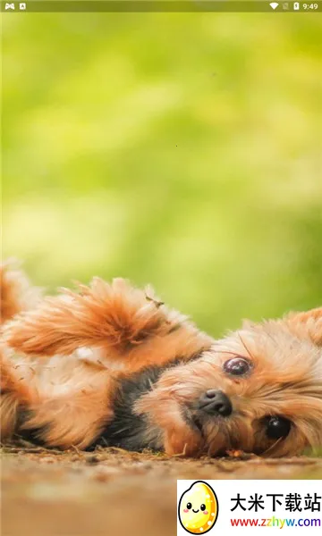 小狗交流器2026官方最新版本 小狗交流器2026官方最新版本