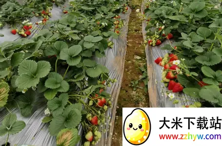 �й�ũ���ƹ�2026���ذ�װ