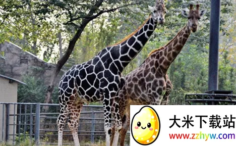 �й�����԰Э��2026���°汾