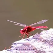 �����ѵ��Ӻ���(����ֱ��Ӧ��)v1.0 �ٷ�����