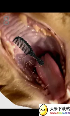 ��è��ë2026�ٷ����°汾v1.0 ��Ѱ��ͼ