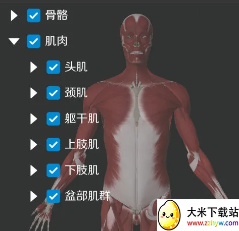 维萨里3D解剖2026官方最新版本 维萨里3D解剖2026官方最新版本